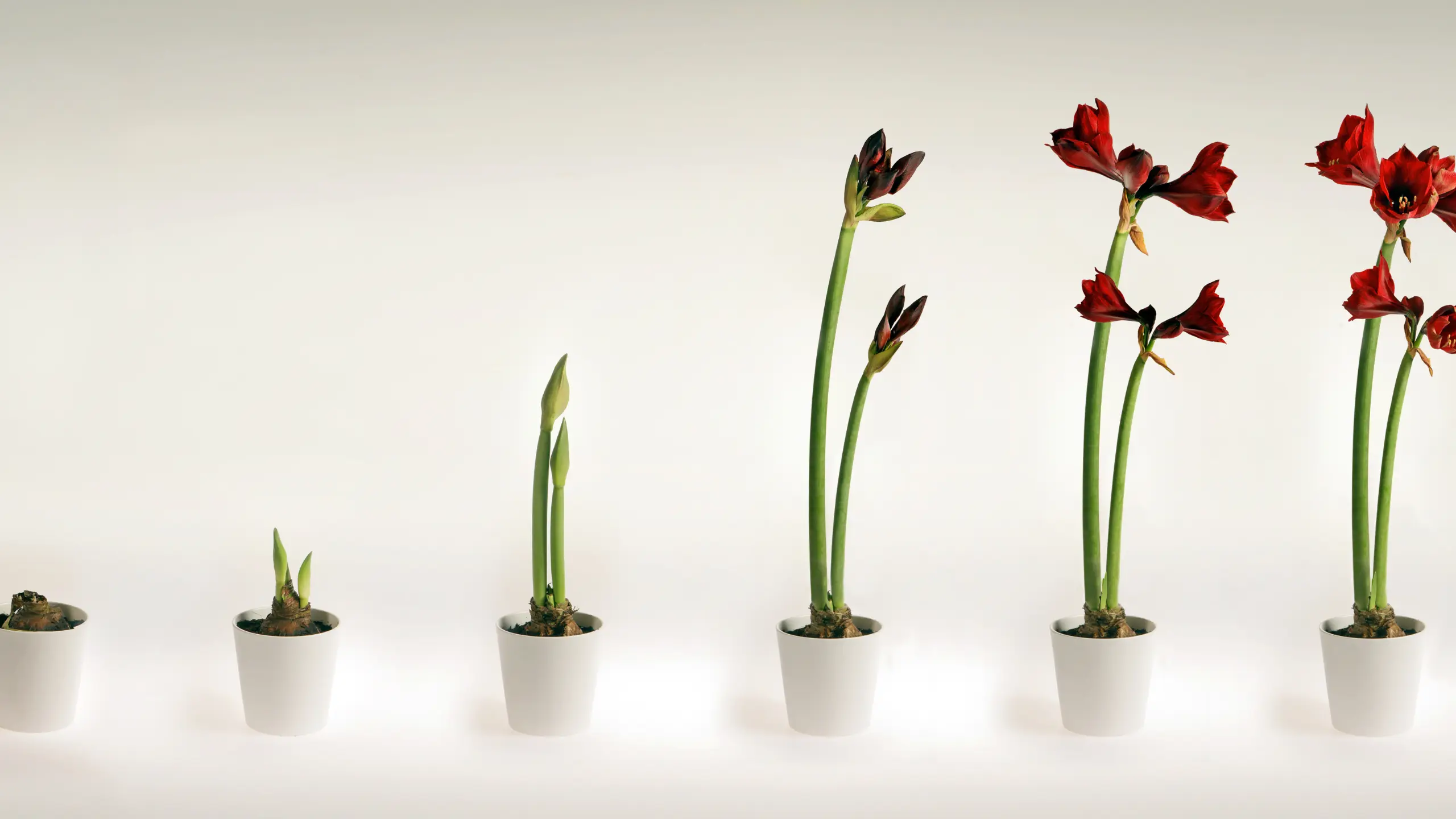 img-art-besoin-site-scalability fleur qui pousse